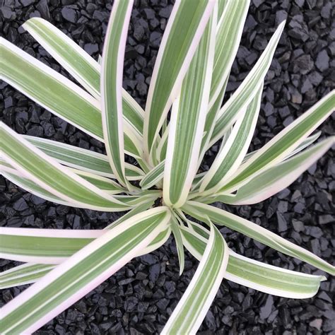 Dianella tasmanica 'Variegata' - Flax Lily (4.5" Pot) | Little Prince To Go