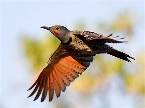 Northern Flicker | Celebrate Urban Birds