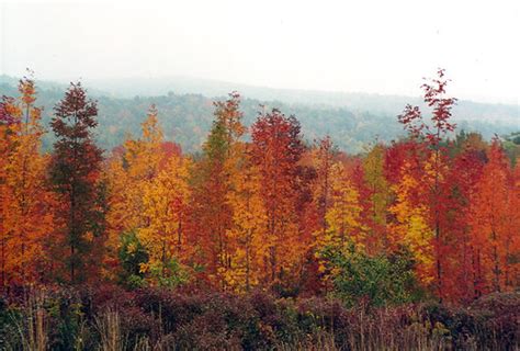 Finger Lakes Fall Colors | From purple to vibrant yellows ~ … | Flickr