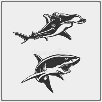 Hammerhead Shark Silhouette Stock Illustrations – 441 Hammerhead Shark Silhouette Stock ...