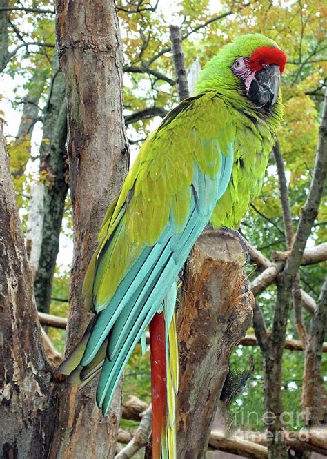 Military Macaw Photograph by Cindy Treger | Pixels