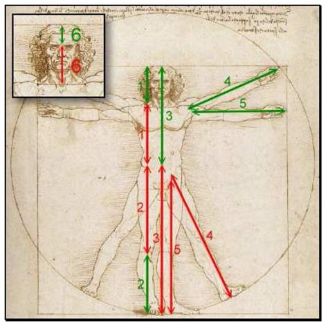 Leonardo da Vinci - Menschliche Proportion und goldener Schnitt