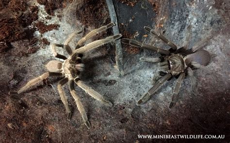 Breeding Australian tarantulas - Minibeast Wildlife