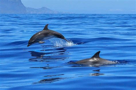 Dolphins (toothed Whales) ~ MarineBio Conservation Society