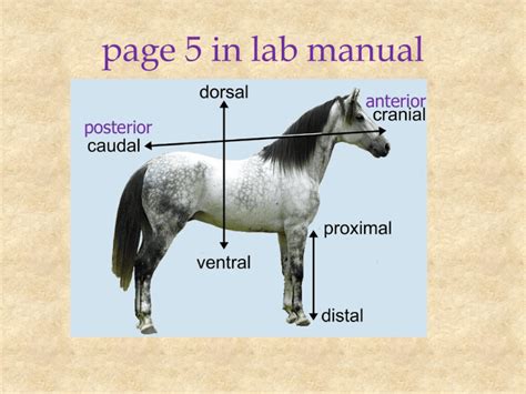 Craniata, Vertebrata