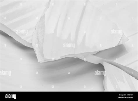 Broken vase Black and White Stock Photos & Images - Alamy