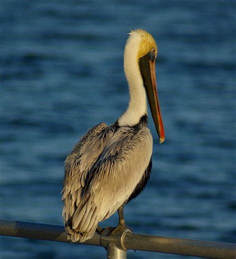 louisiana wildlife pictures | Louisiana Wildlife Wildlife Pictures, My ...