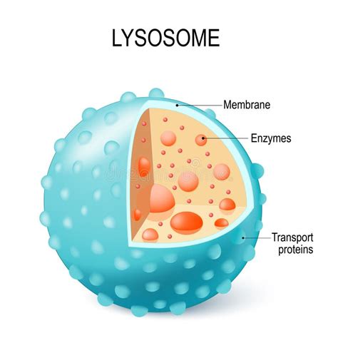 Enzymes De Lysosome Et Cellule De Membrane/concept Hydrolytiques D'anatomie Illustration de ...