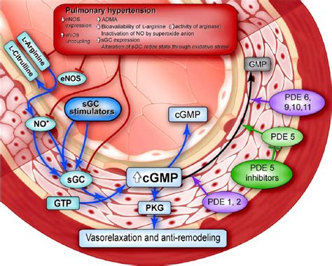 Pharmacological targets in the NO-sGC-cGMP pathway (from sponsor's... | Download Scientific Diagram