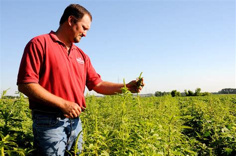 PAM: Decision Support for Long-Term Palmer Amaranth (Amaranthus palmeri) Control - Australian ...