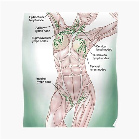 "Anatomy of superficial (surface) lymphatics." Poster for Sale by ...