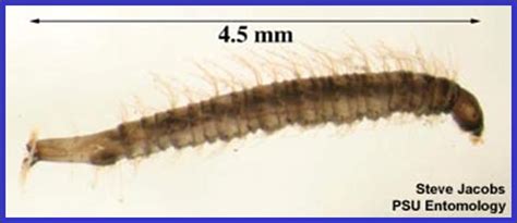 What Does Drain Fly Larvae Look Like - Best Drain Photos Primagem.Org