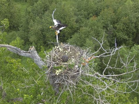 The Largest Eagle of the World at the nest - Drone Photography