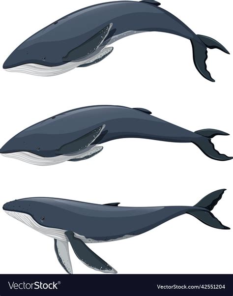 Set of humpback whale cartoon on white background Vector Image