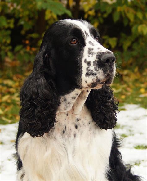 Black And White Cocker Spaniel Pictures | galleryhip.com - The ... | White cocker spaniel ...