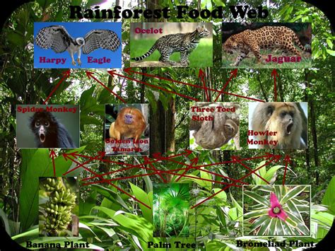 Food Web With Explanation - TROPICAL RAIN FOREST:)