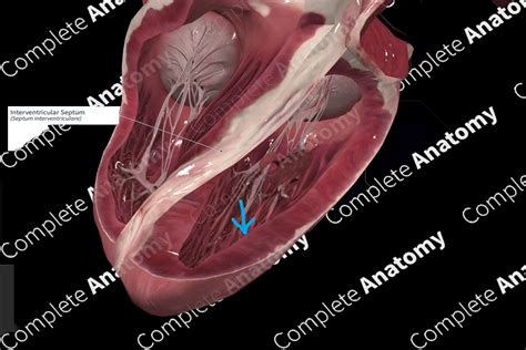 Interventricular Septum | Complete Anatomy