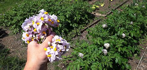 Should you remove potato flowers and/or their fruits? | Grow Like Grandad