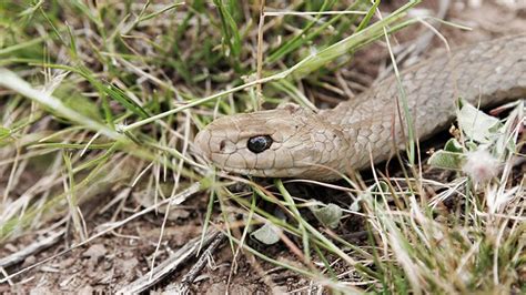 Brown snake antivenom evidence questioned › News in Science (ABC Science)