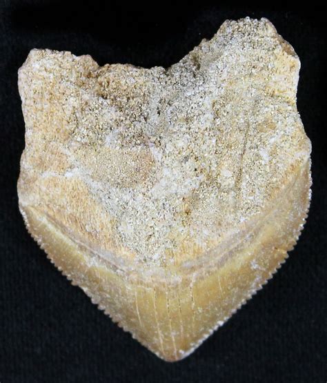 Large Squalicorax (Crow Shark) Fossil Tooth (#23494) For Sale ...