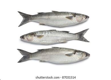 1,852 Grey mullet fish Images, Stock Photos & Vectors | Shutterstock