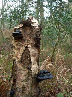 Fungus on Silver Birch Stump | Crooksbury Hill Wood | Tim Sheerman-Chase | Flickr