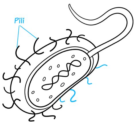 How to Draw Bacteria - Really Easy Drawing Tutorial