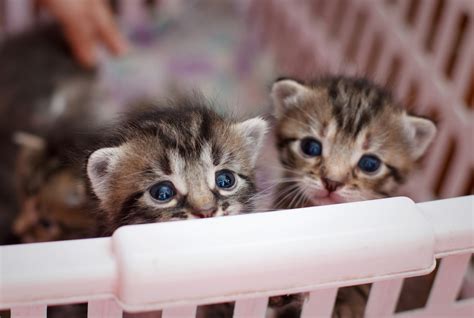 Top 10 Tips For Newborn Kitten Care | Paw Precious