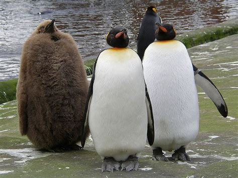 Penguins at Edinburgh Zoo