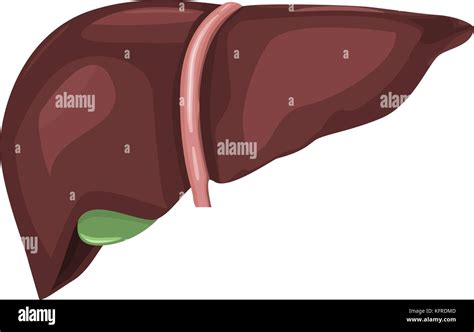 Human liver anatomy with very high detailed but flat and solid color vector Stock Vector Image ...