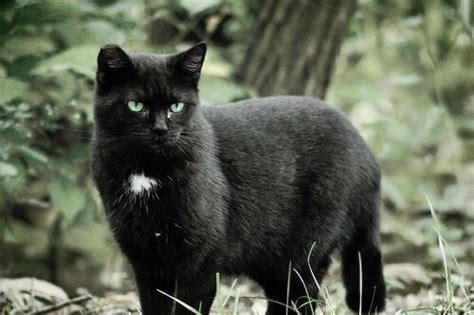 The Paranormal: Fairy Myths: The Cat Sidhe