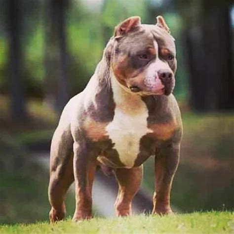 Rottweiler Pitbull Mix Facts