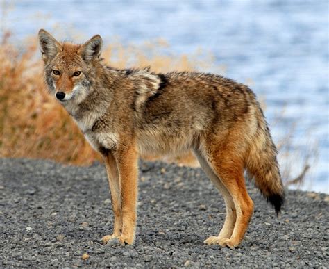 Coyote - Natural History on the Net