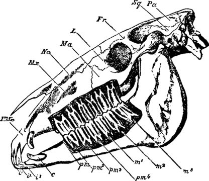 Horse Skullvintage Illustration Engraving Skull Drawing Vector ...