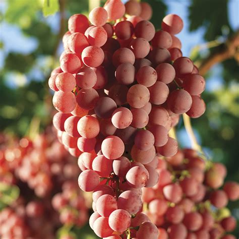 The Vanguard International Group — Update on China’s Red Globe Grape Production