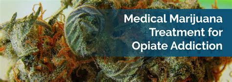 Medical Marijuana Treatment for Opiate Addiction - Marijuana Doctors