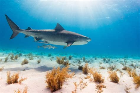 Tiger Shark vs Great White Showdown: What Sets Them Apart?