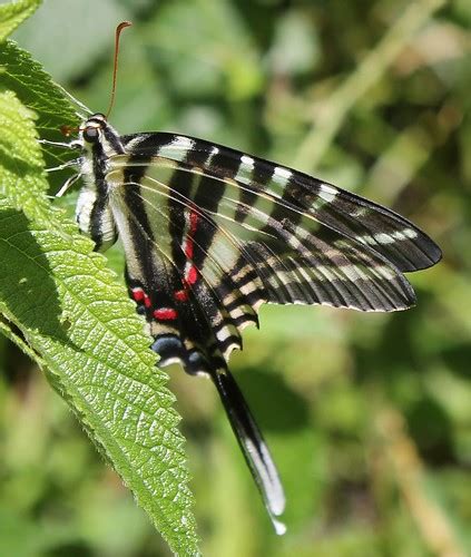 Zebra Swallowtail | Zekiah Swamp. CH Co. Hughesville Quad, o… | Flickr