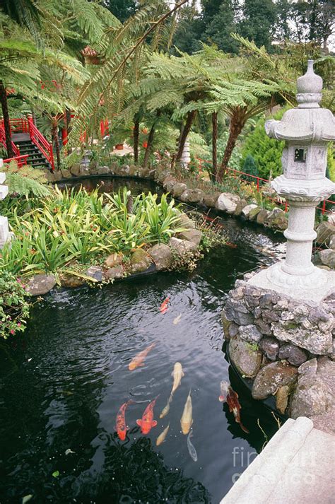 Oriental Garden Photograph by Erika Craddock/science Photo Library - Pixels