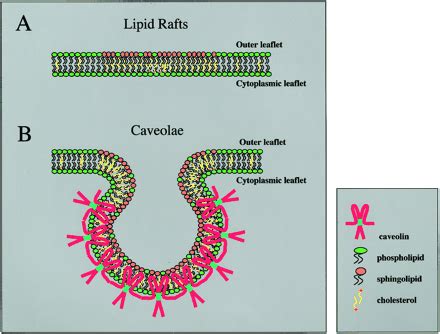 lipid rafts en caveolae