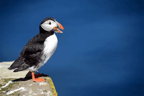 Farne puffin numbers stable following initial concerns | Discover Animals