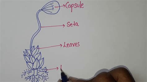 How to draw FUNARIA diagram????? - YouTube