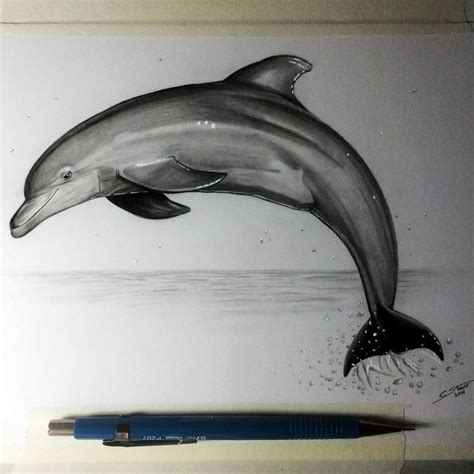 Dolphin Drawing Study by LethalChris.deviantart.com on @DeviantArt | Dolphin drawing, Dolphin ...