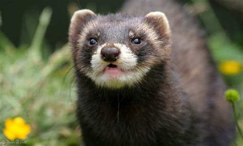 Polecat | Animals and pets, Animals, European polecat