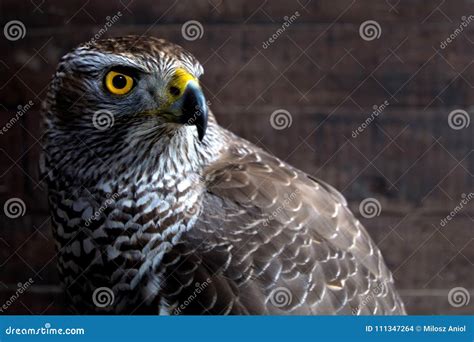 Hawk close up. stock photo. Image of sparrowhawk, beautiful - 111347264