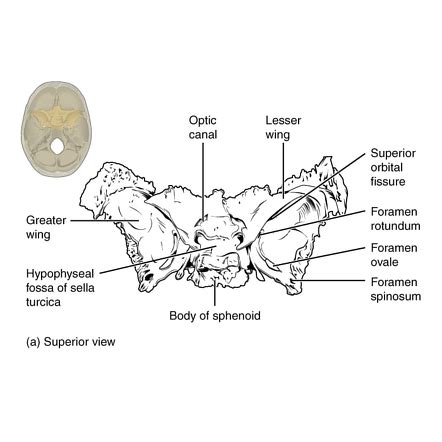 Sphenoid Bone Labeled Anatomy