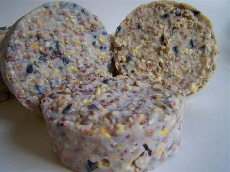 Bird Suet Cakes Recipe - Food.com | Recipe | Suet cakes, Cake recipes ...