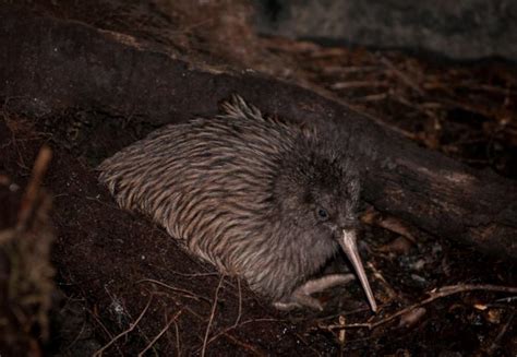 West Coast Wildlife Centre • GrabOne NZ