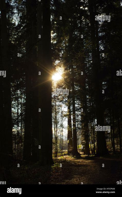 Dark green forest with a path between trees at sunrise Stock Photo - Alamy