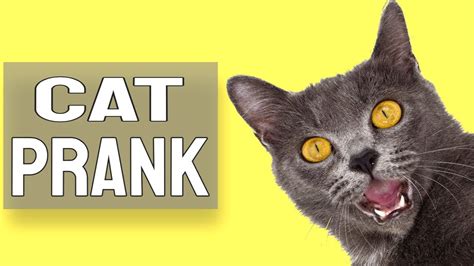 Printable Cat Face Prank